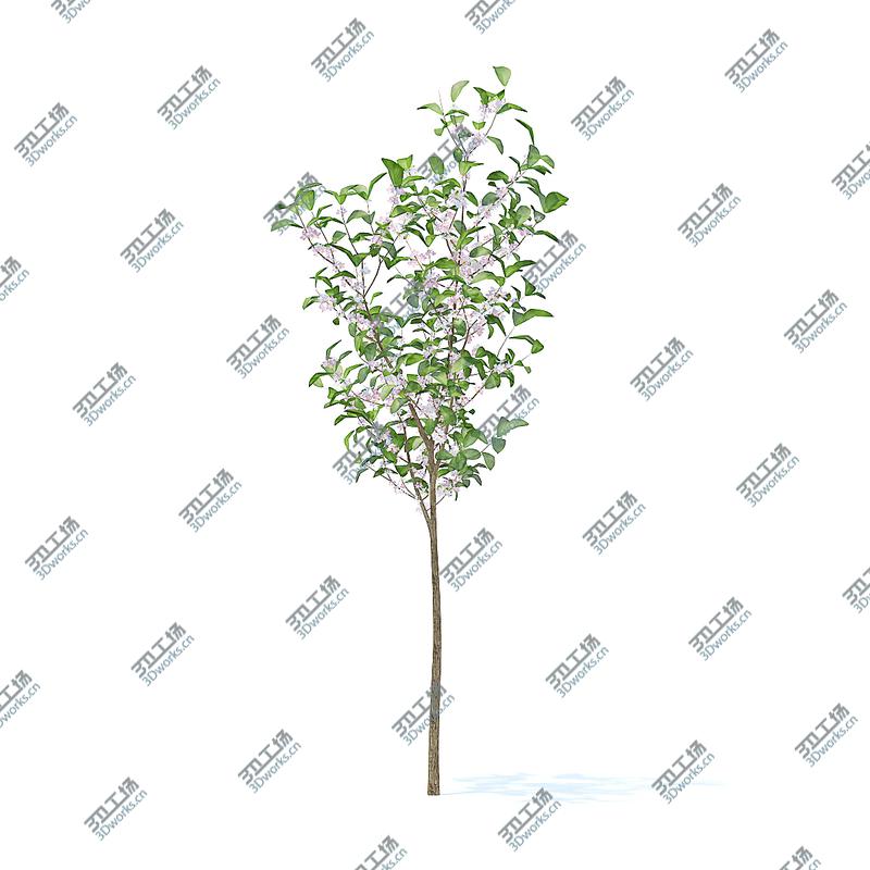images/goods_img/2021040163/3D Fruit Trees 3D Models Collection  Volume 95/3.jpg
